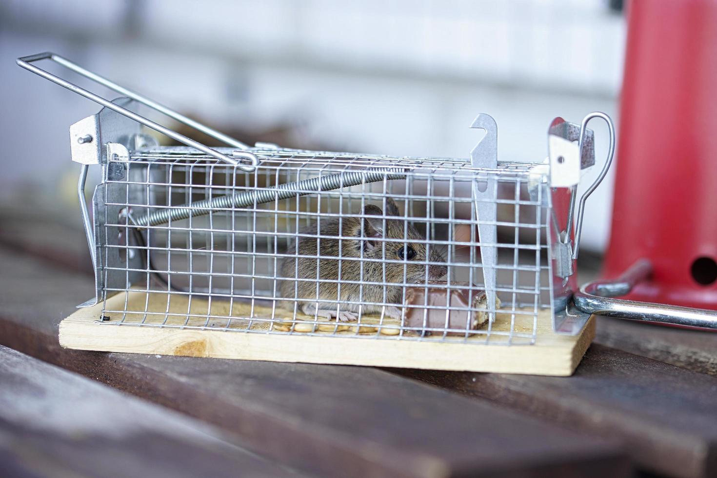 Mouse caught in trap photo