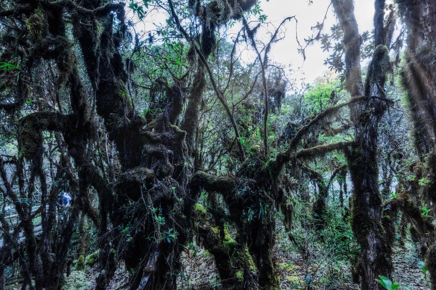 árboles en el bosque tropical foto