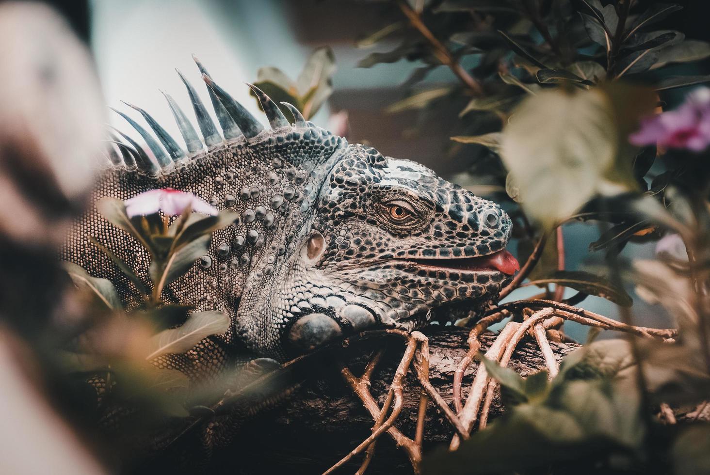 primer plano de una iguana foto