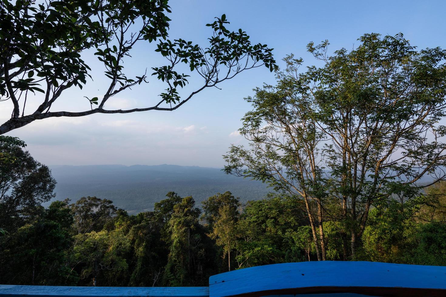 Trees in the tropical forest photo