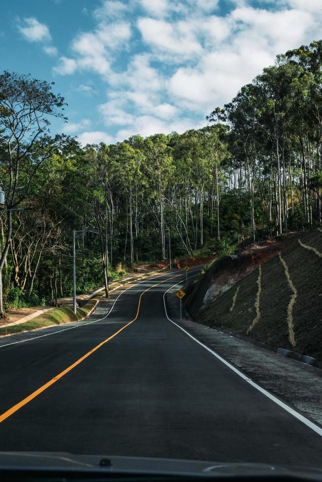 Road through green trees photo