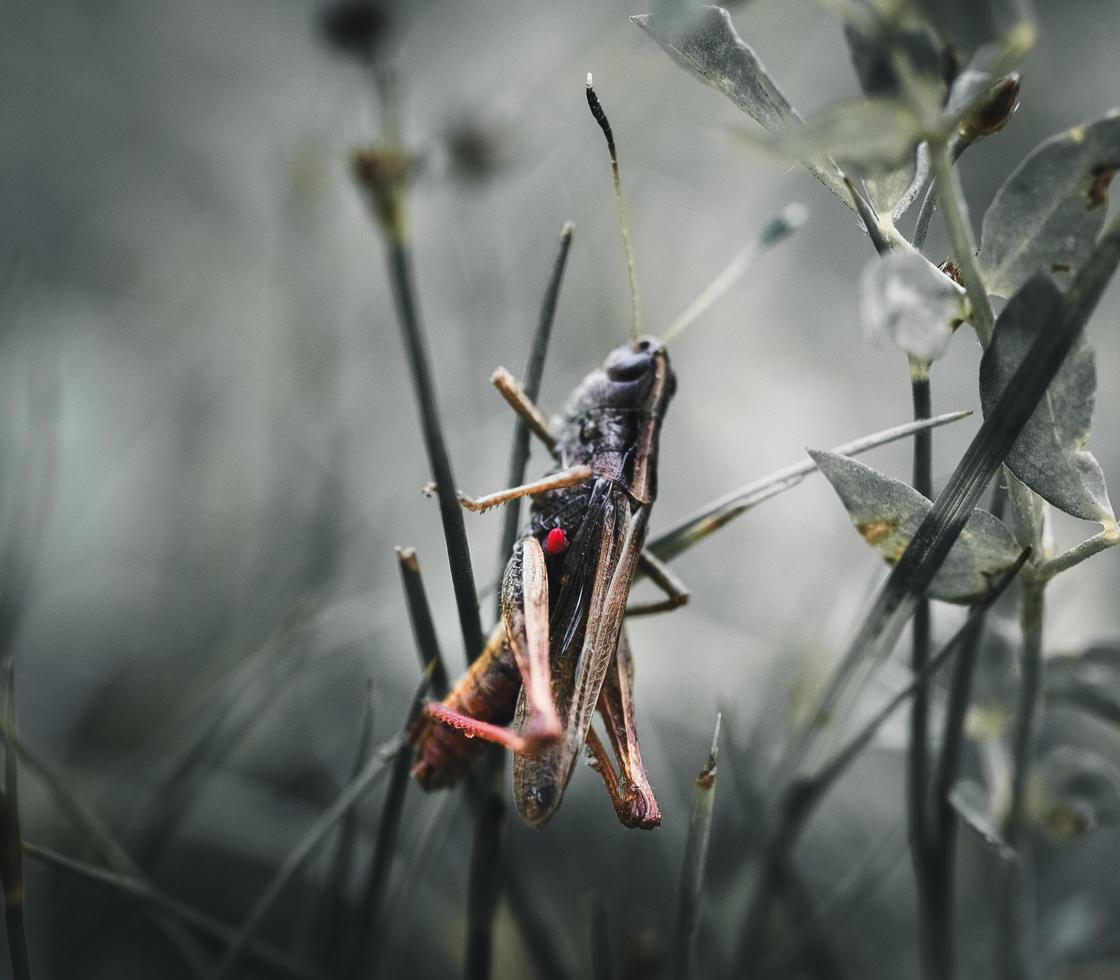 Close-up of a grasshopper photo