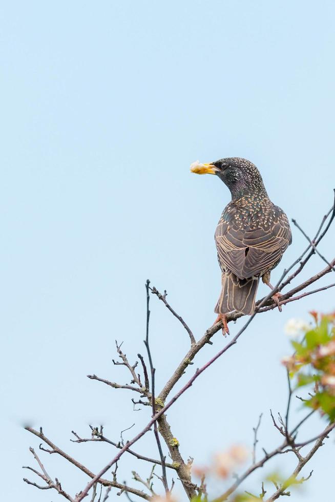 Common starling, Sturnus vulgaris photo