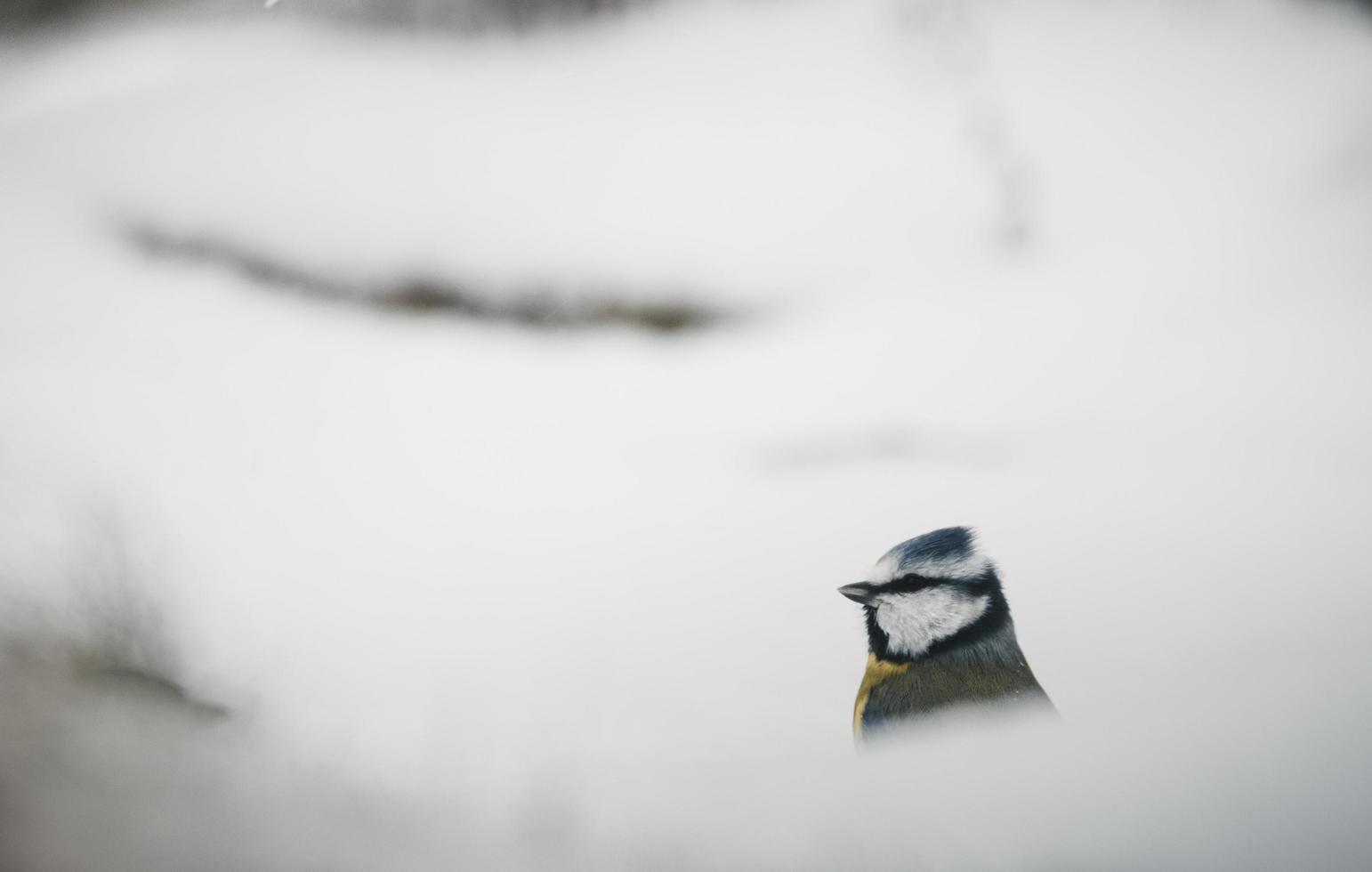 Black and white chickadee in snow photo