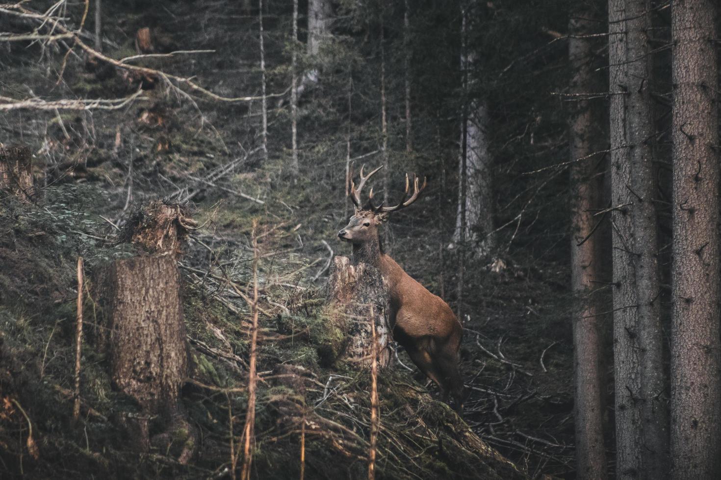 Reindeer in the woods photo