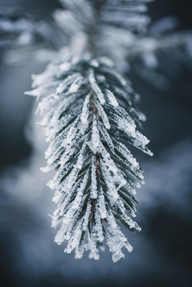 Close-up of frozen pine leaves photo