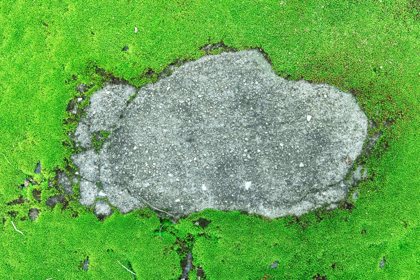 Primer plano de un hermoso musgo verde brillante en el jardín con piedras foto