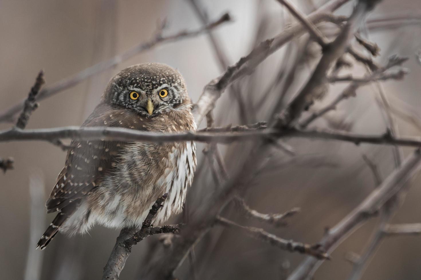 búho posado en el árbol foto