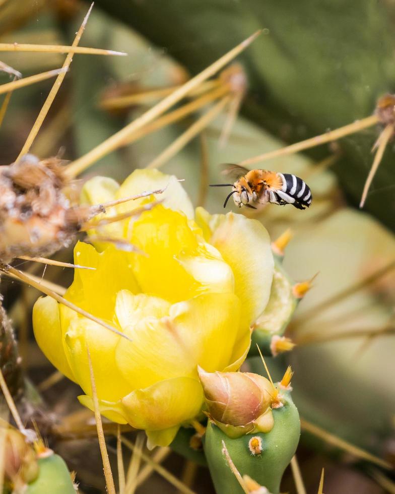 Bee Amegilla flying photo