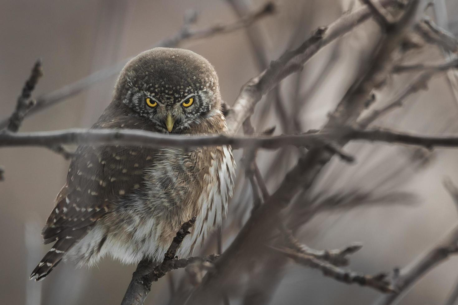 Owl perched on tree branch photo