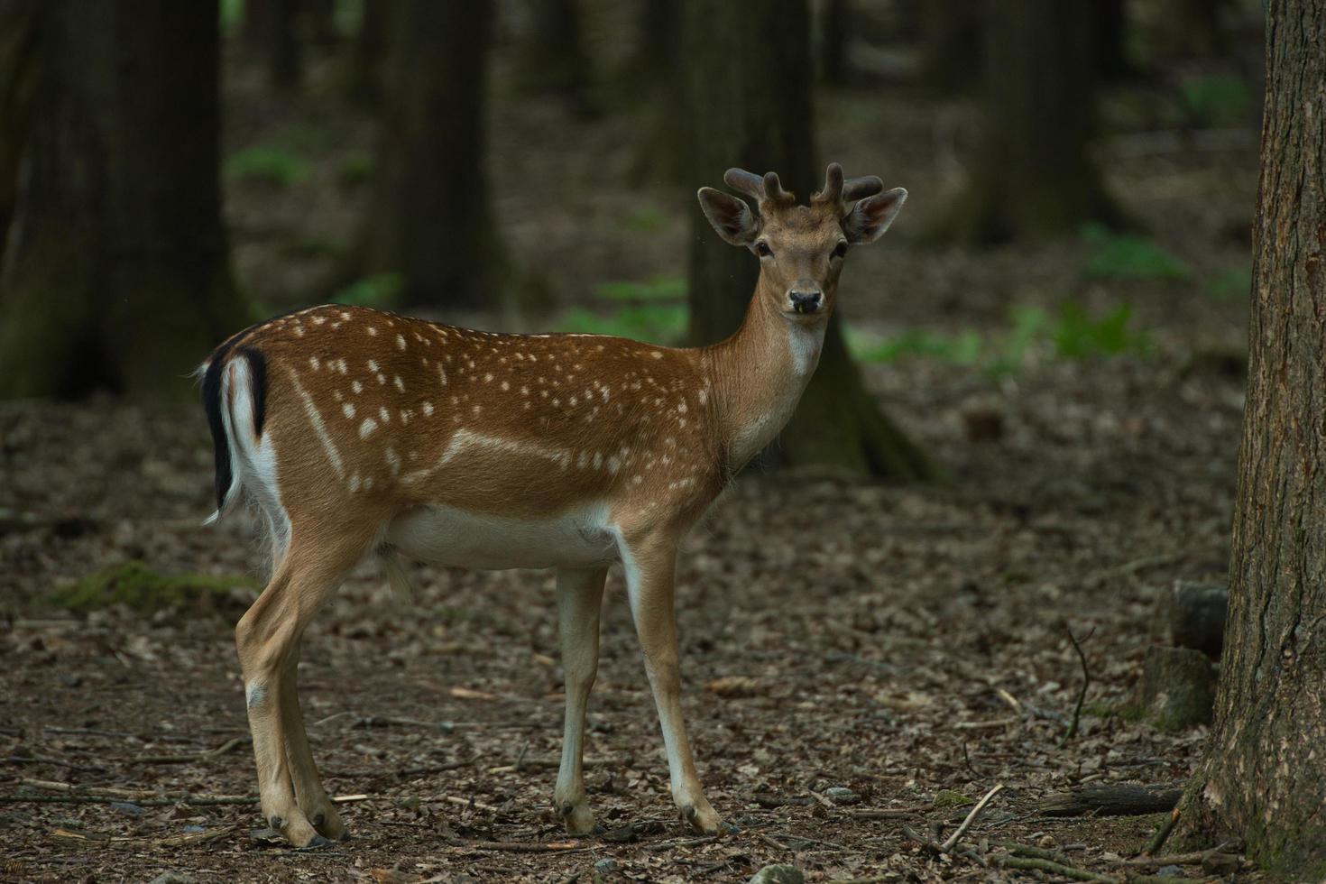 corzo en el bosque foto