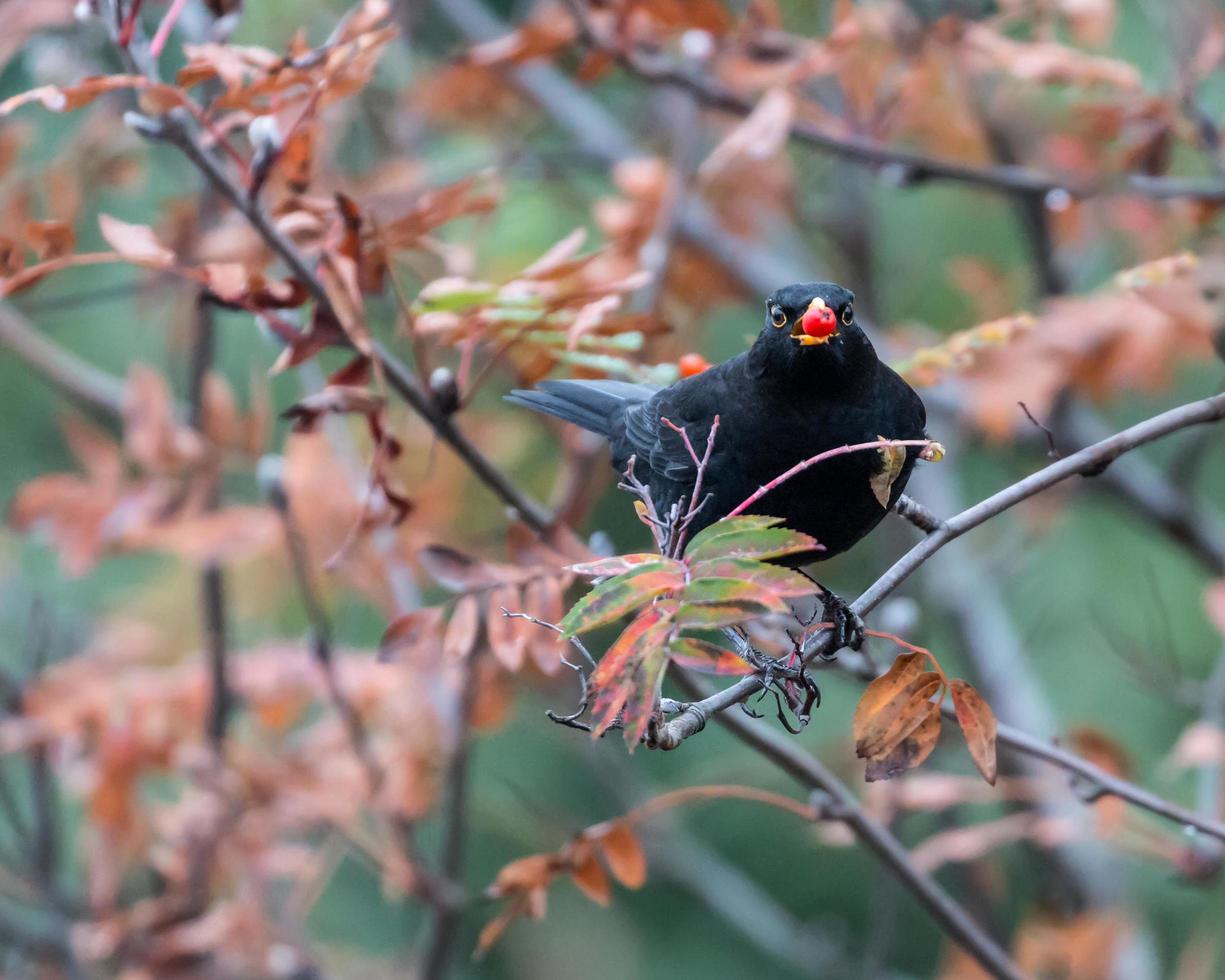 Adult male blackbird perched photo