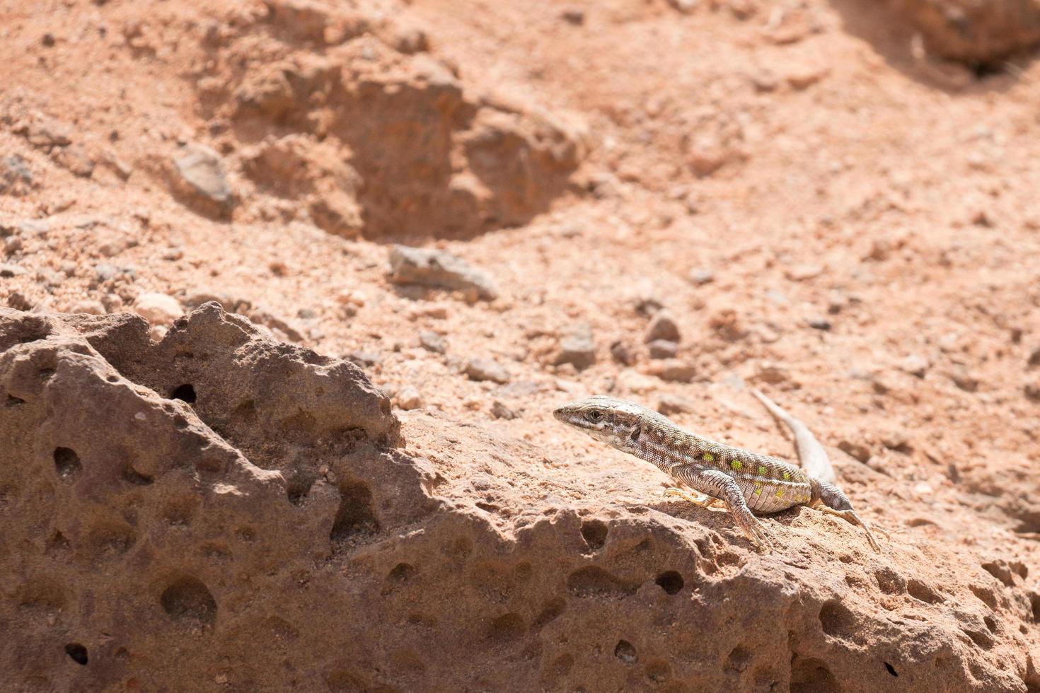 lagarto haria en una roca foto