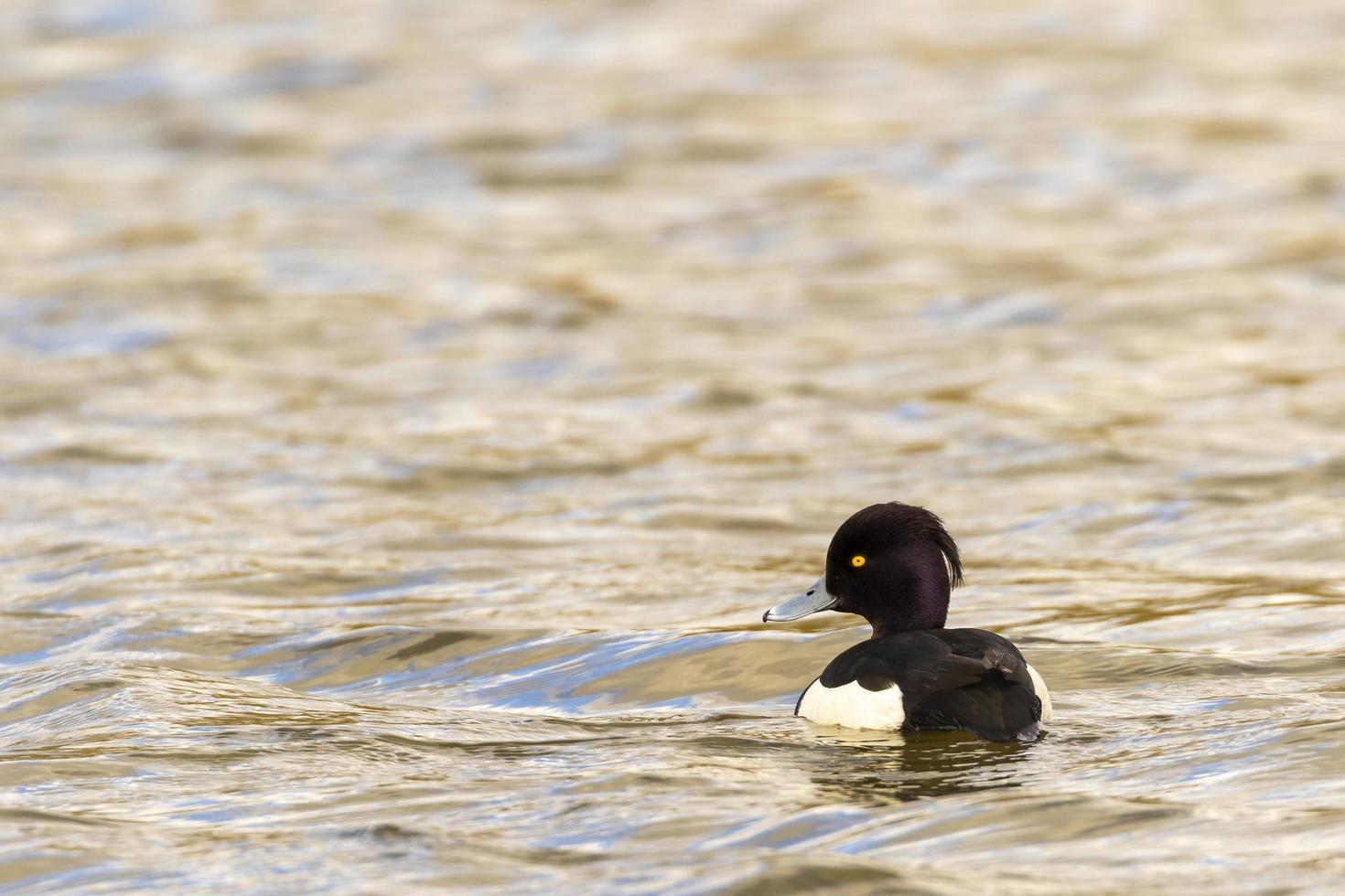 Tufted duck swimming photo