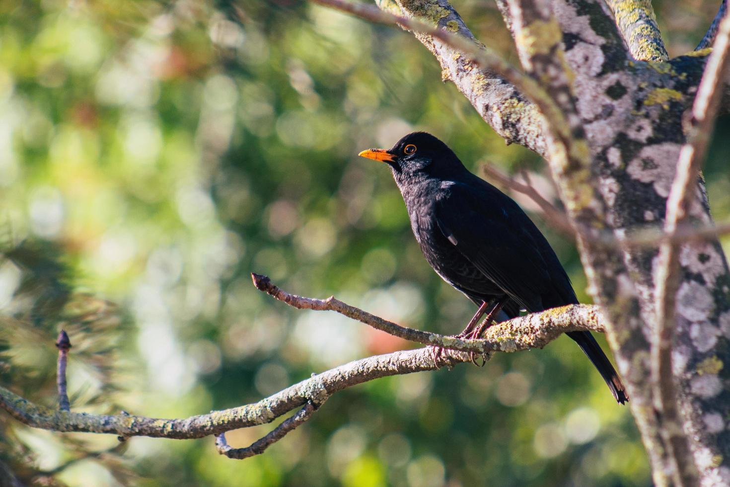 primer plano, de, pájaro negro foto