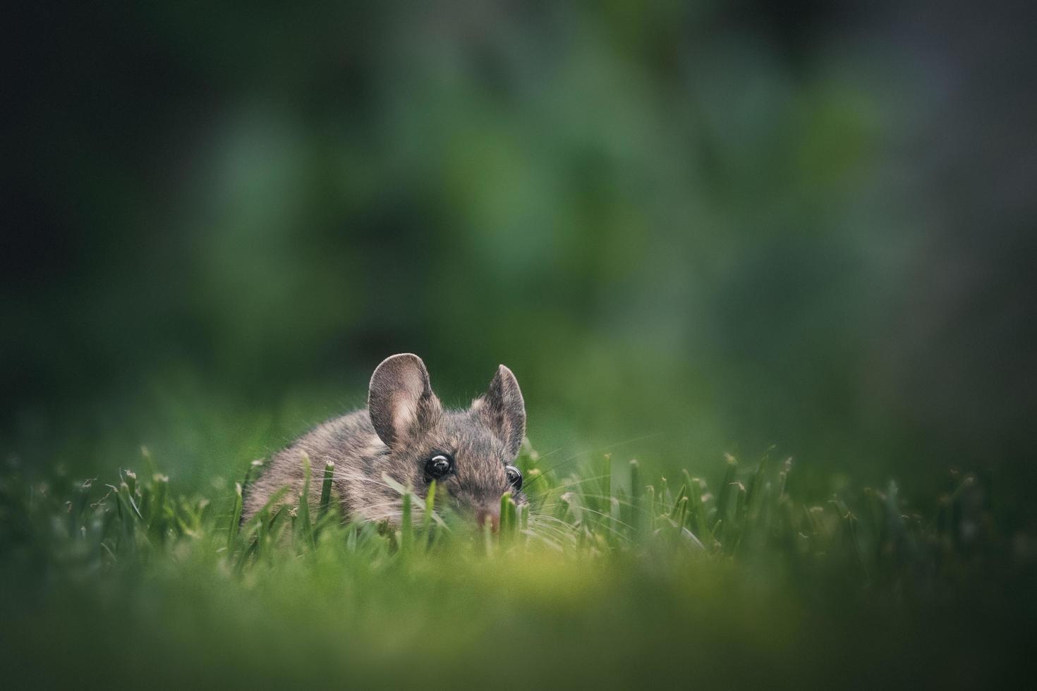 Mouse in green grass photo