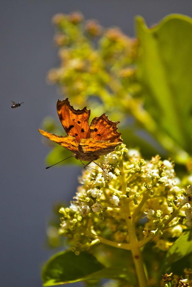 Large red butterfly taking off from a green plant photo