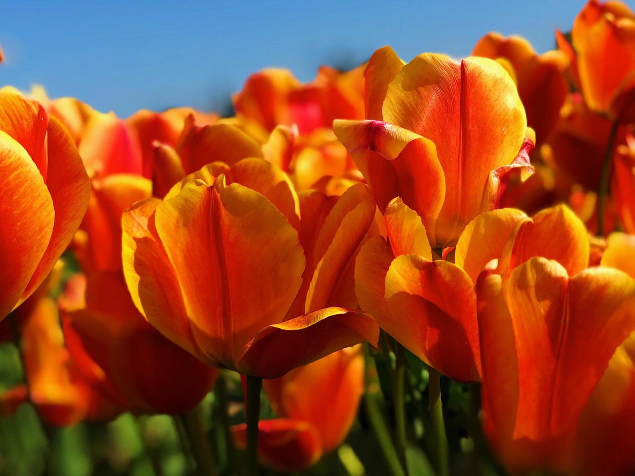 Orange tulip flowers photo