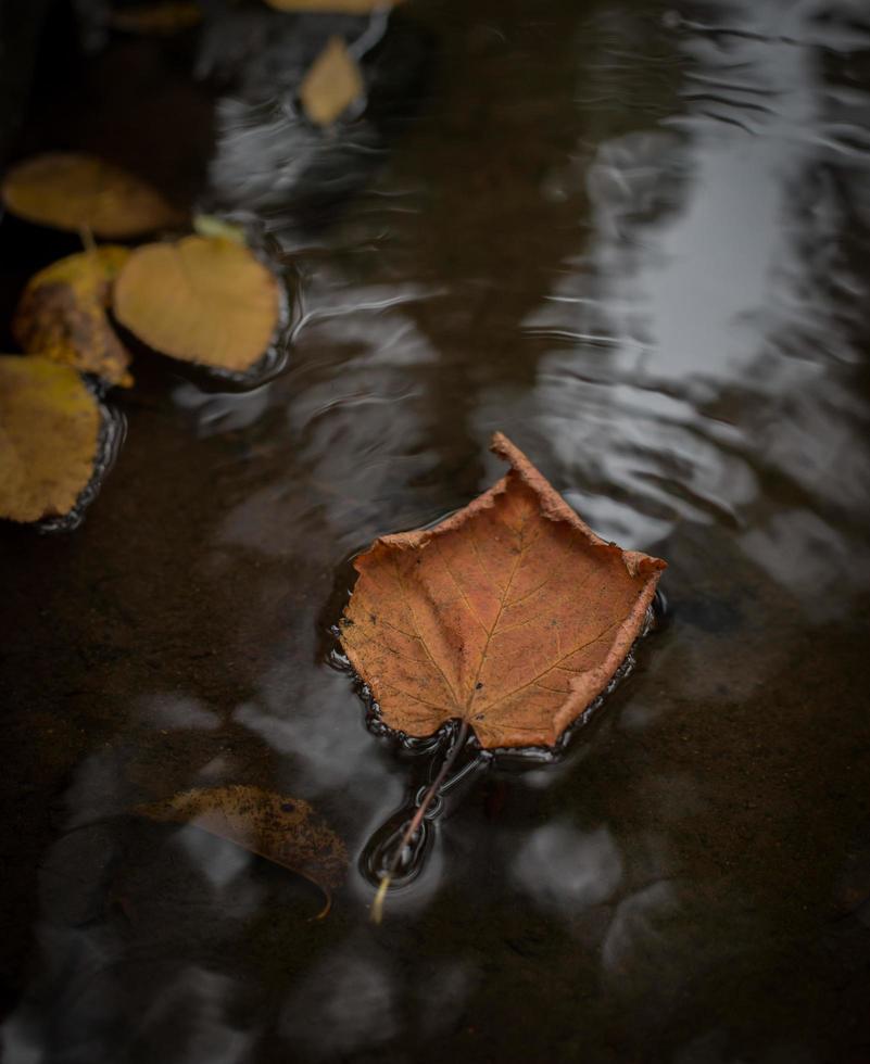 hoja de arce flotando en el río foto