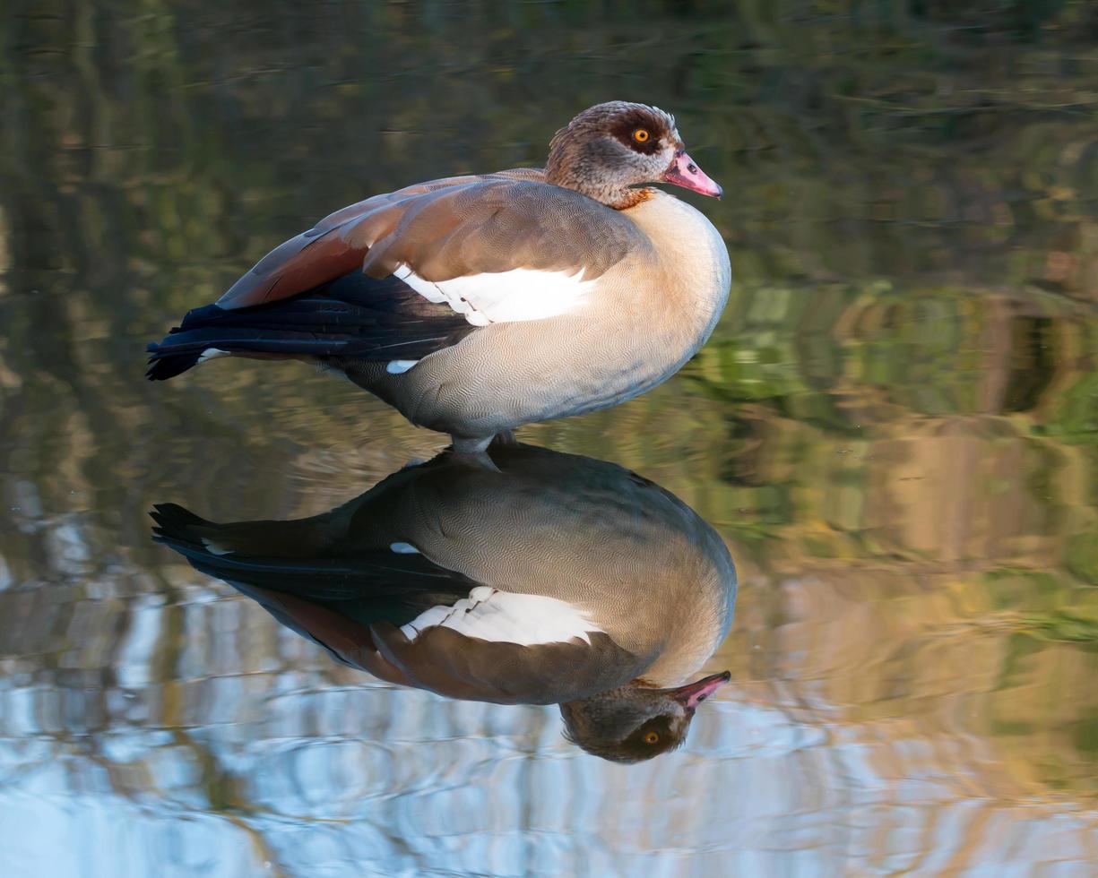 Wild Egyptian Goose photo