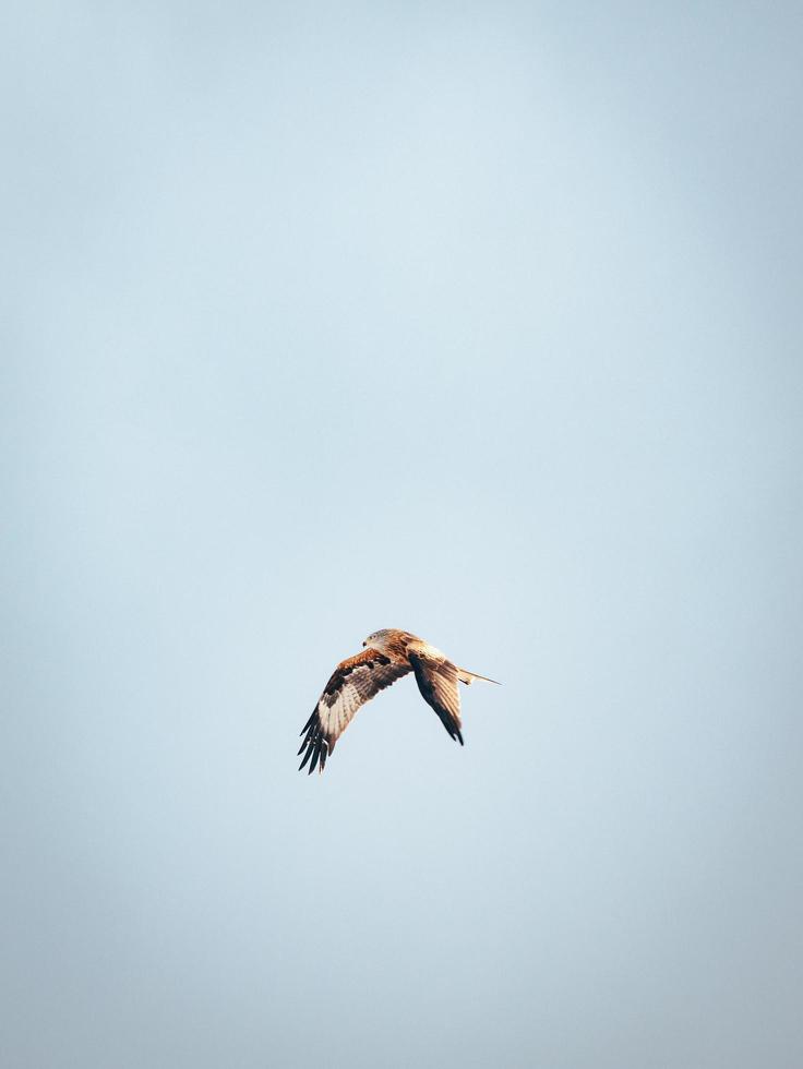 Big falcon flying photo