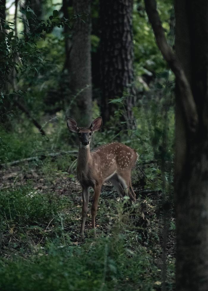 Deer in dark forest photo