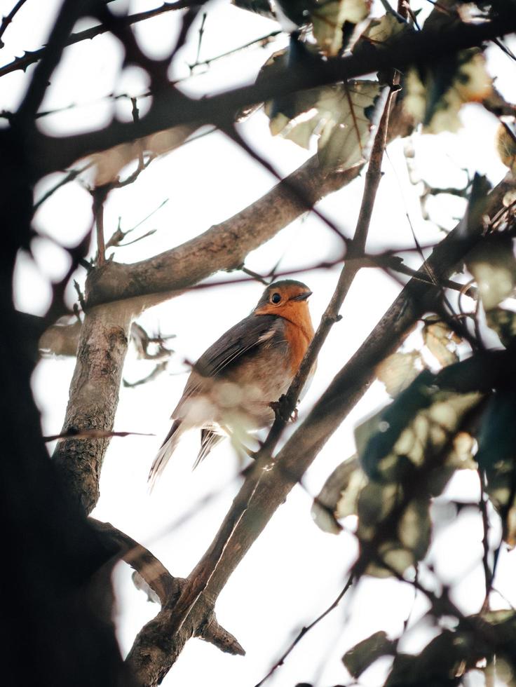 Brown bird fetched on tree branch photo