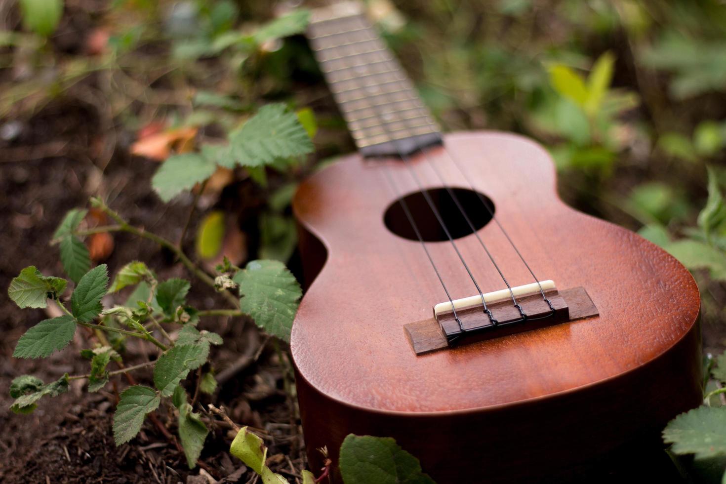 Ukulele on the ground photo