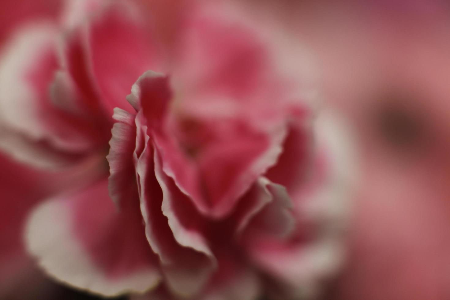 primer plano de una flor rosa foto