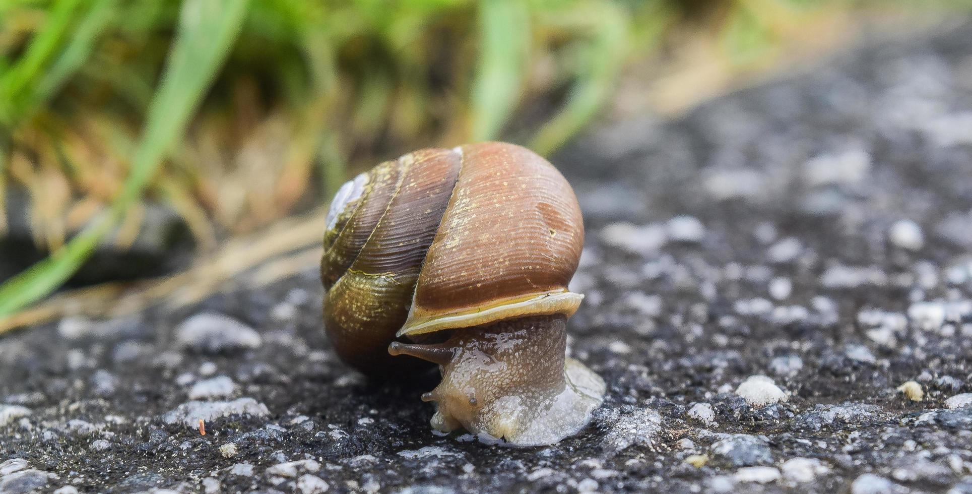 Snail on the pavement photo