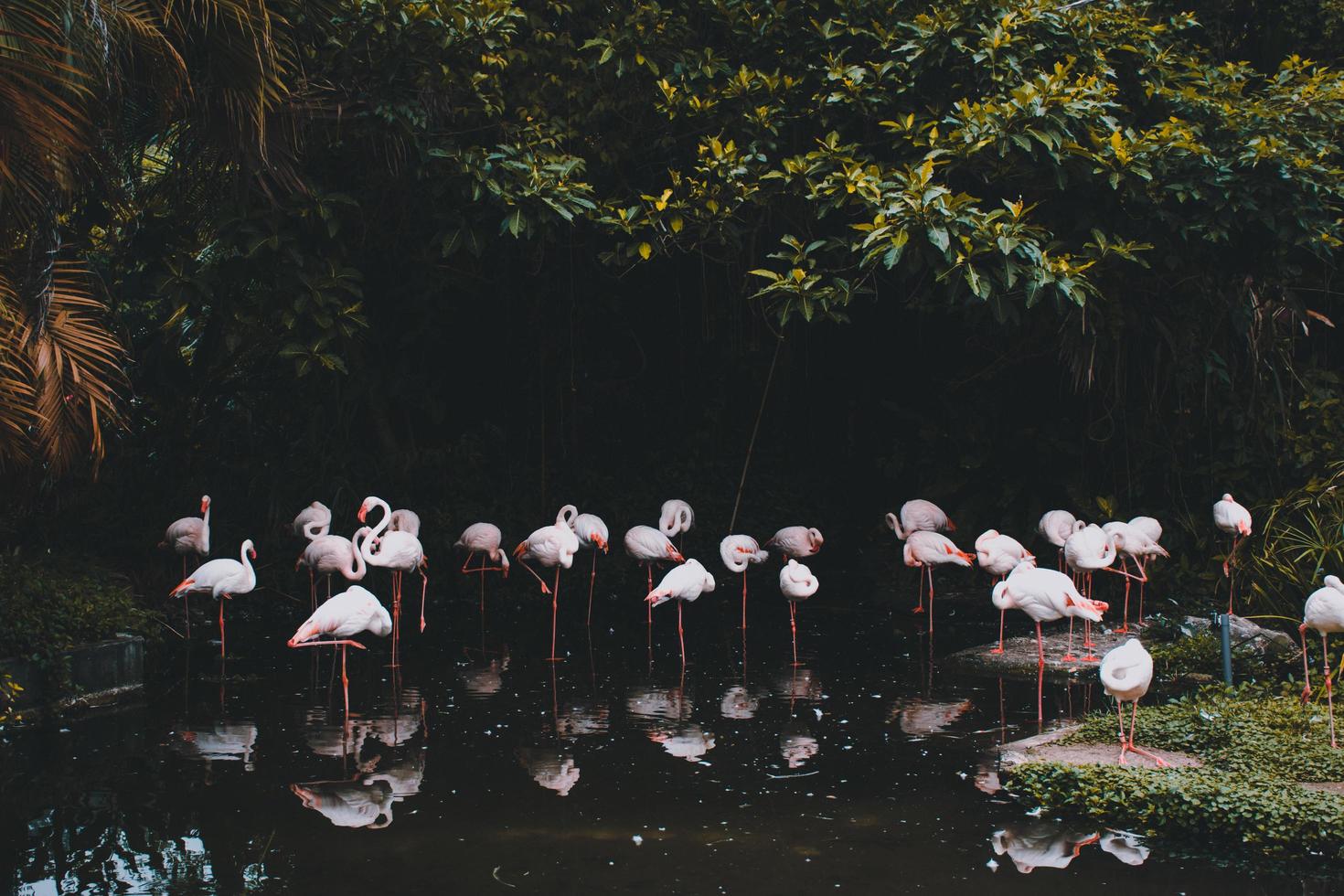 grupo de flamencos en un estanque foto