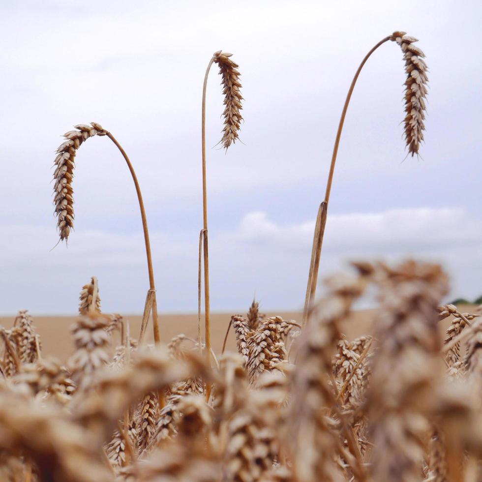 Close-up of a field of wheat photo