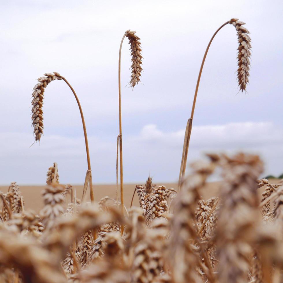 primer plano, de, un, campo de trigo foto