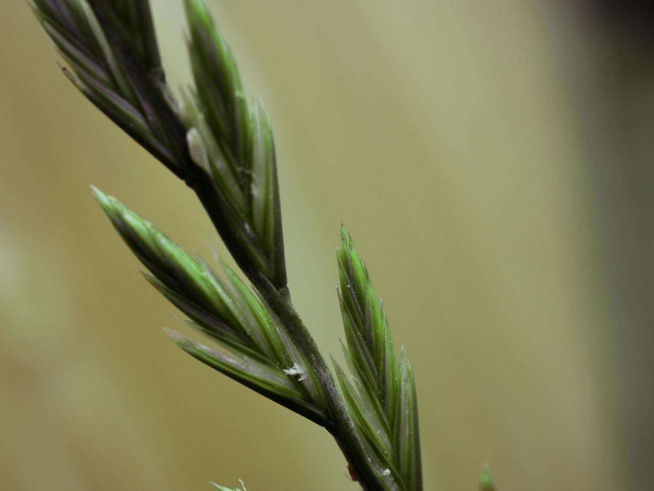 Green plant stalk photo