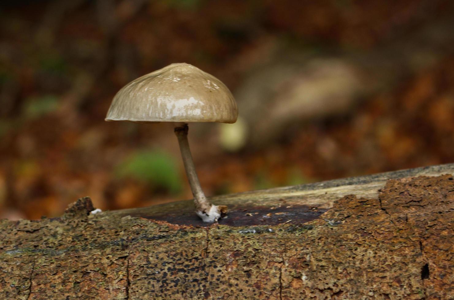 Mushroom growing on a tree trunk photo