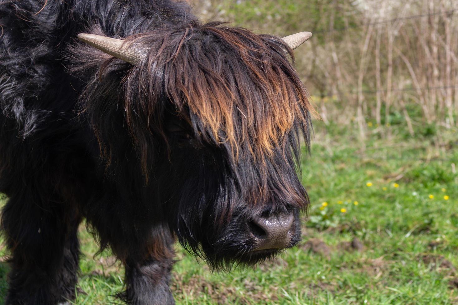 Black highlander cow photo