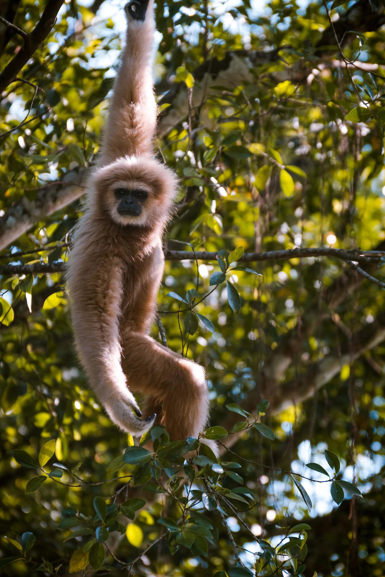 Monkey hanging from a tree 1416244 Stock Photo at Vecteezy