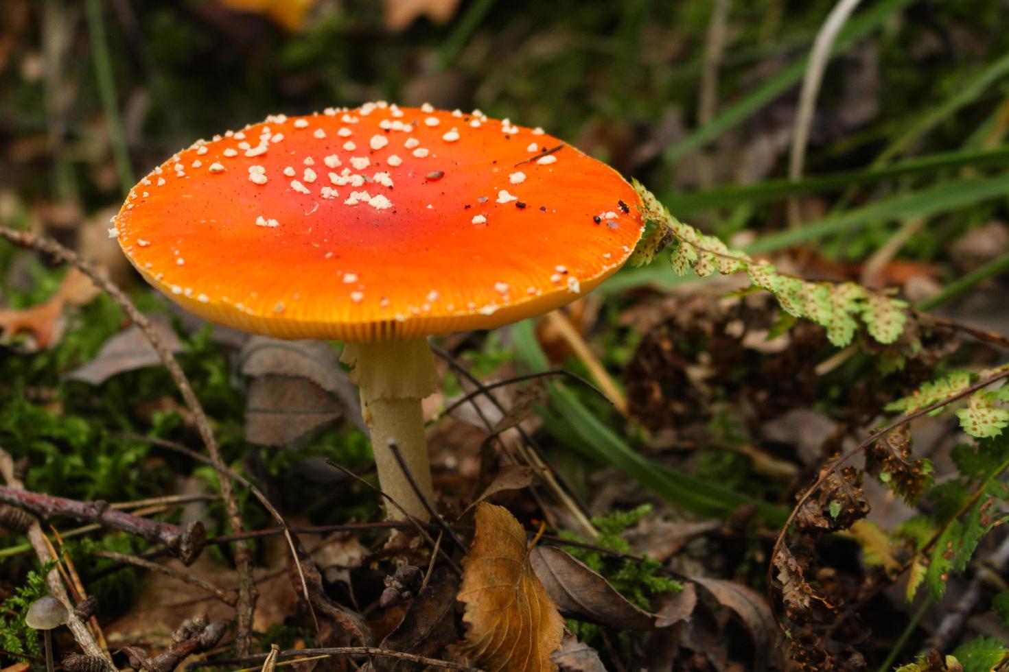 Close-up of a red mushroom photo