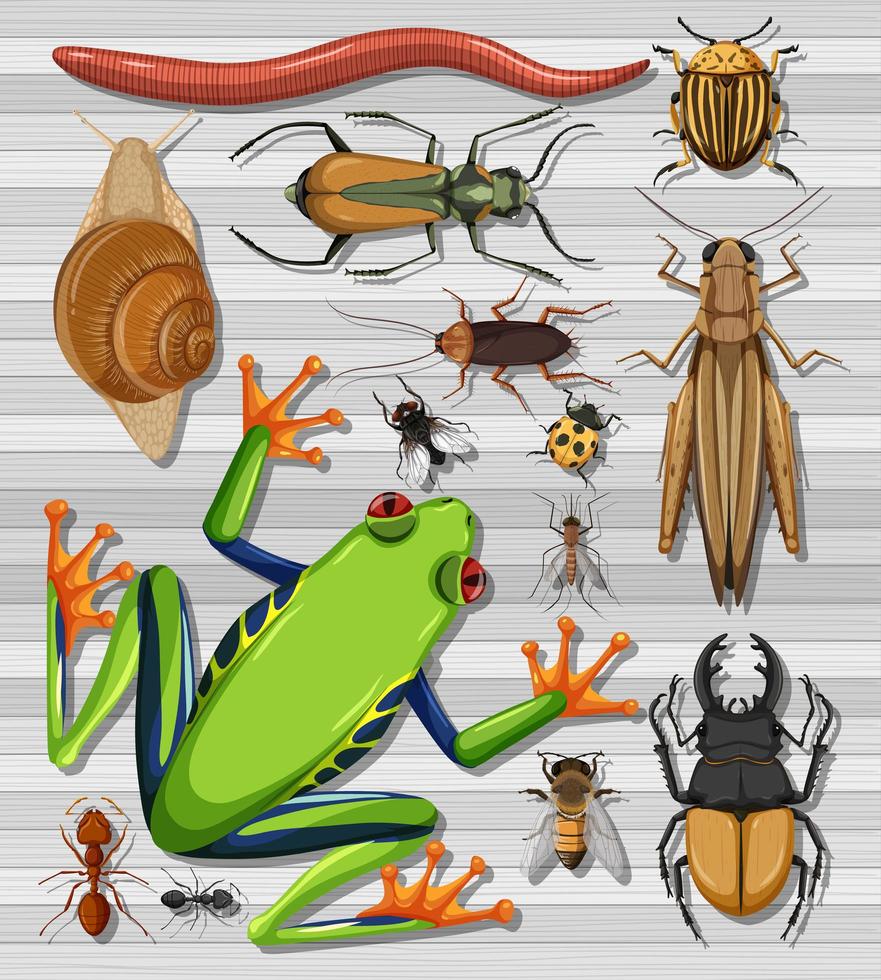 conjunto de diferentes insectos. vector