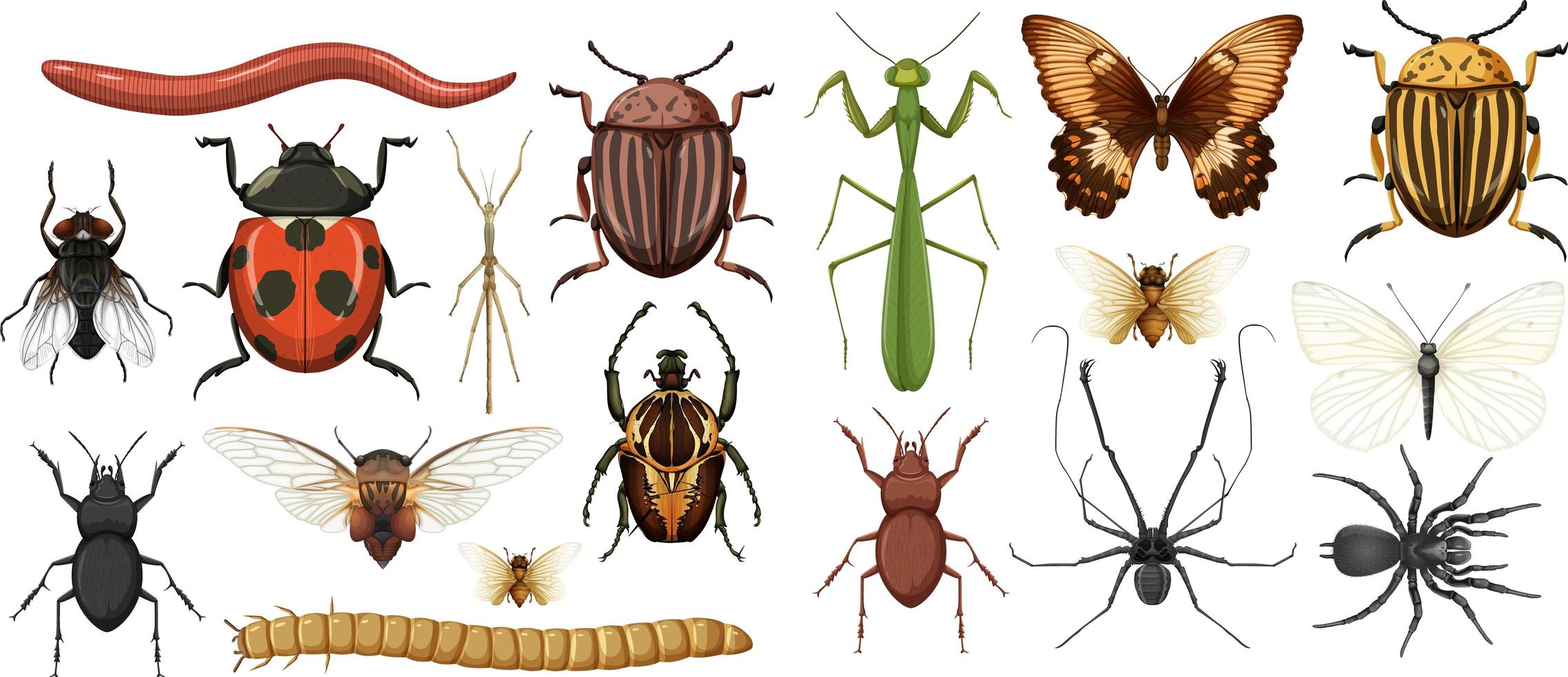 colección de diferentes insectos aislados vector