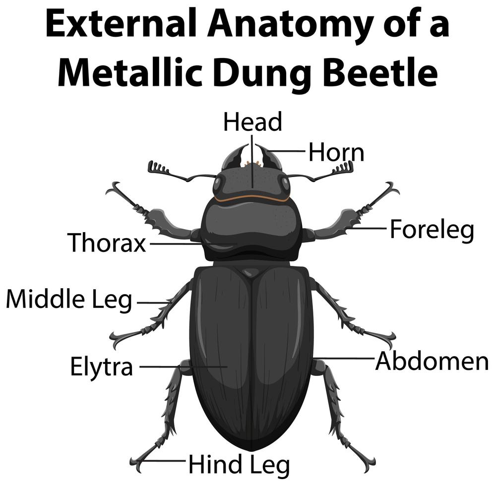 anatomía externa de un escarabajo pelotero metálico vector