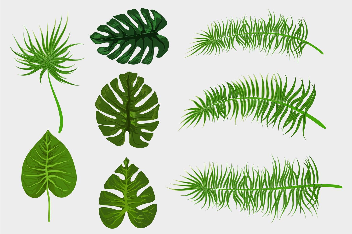 Tropical background palm leaves set vector
