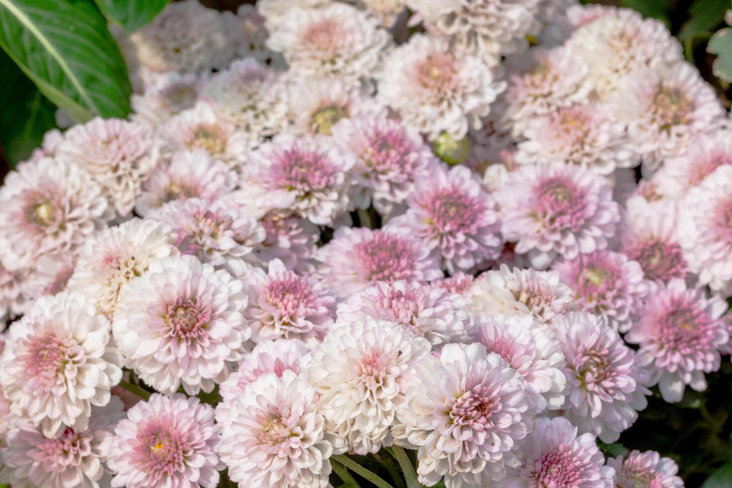 White and pink flowers photo