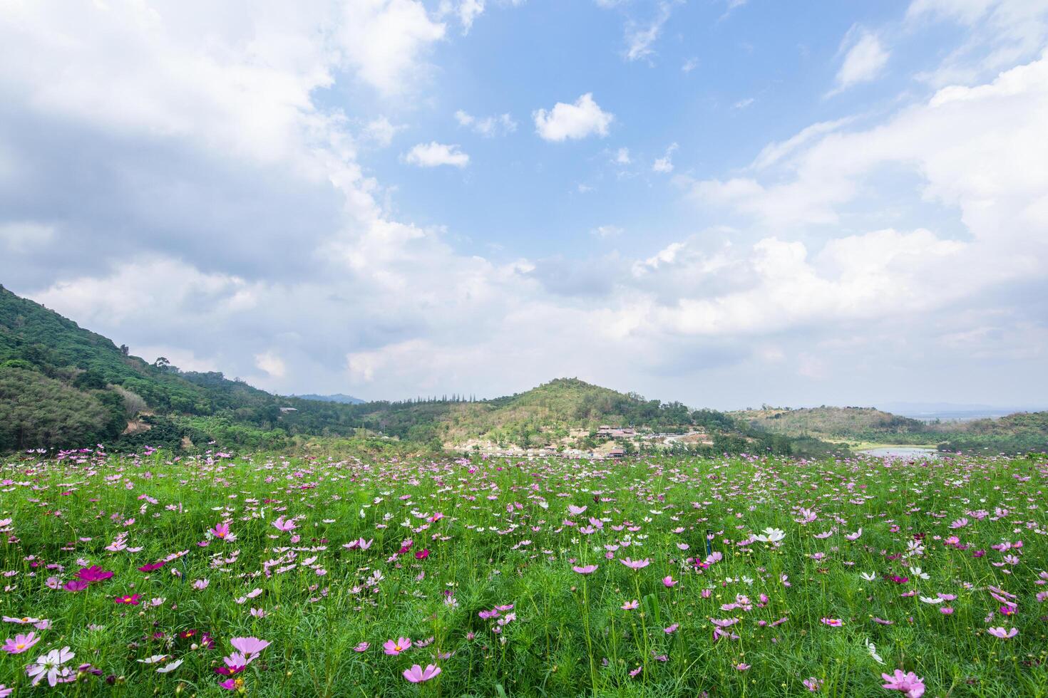 Flower field in summer photo