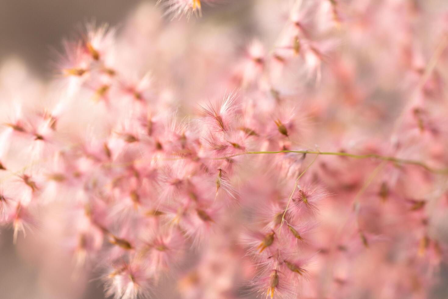 Natural background of grass flowers photo