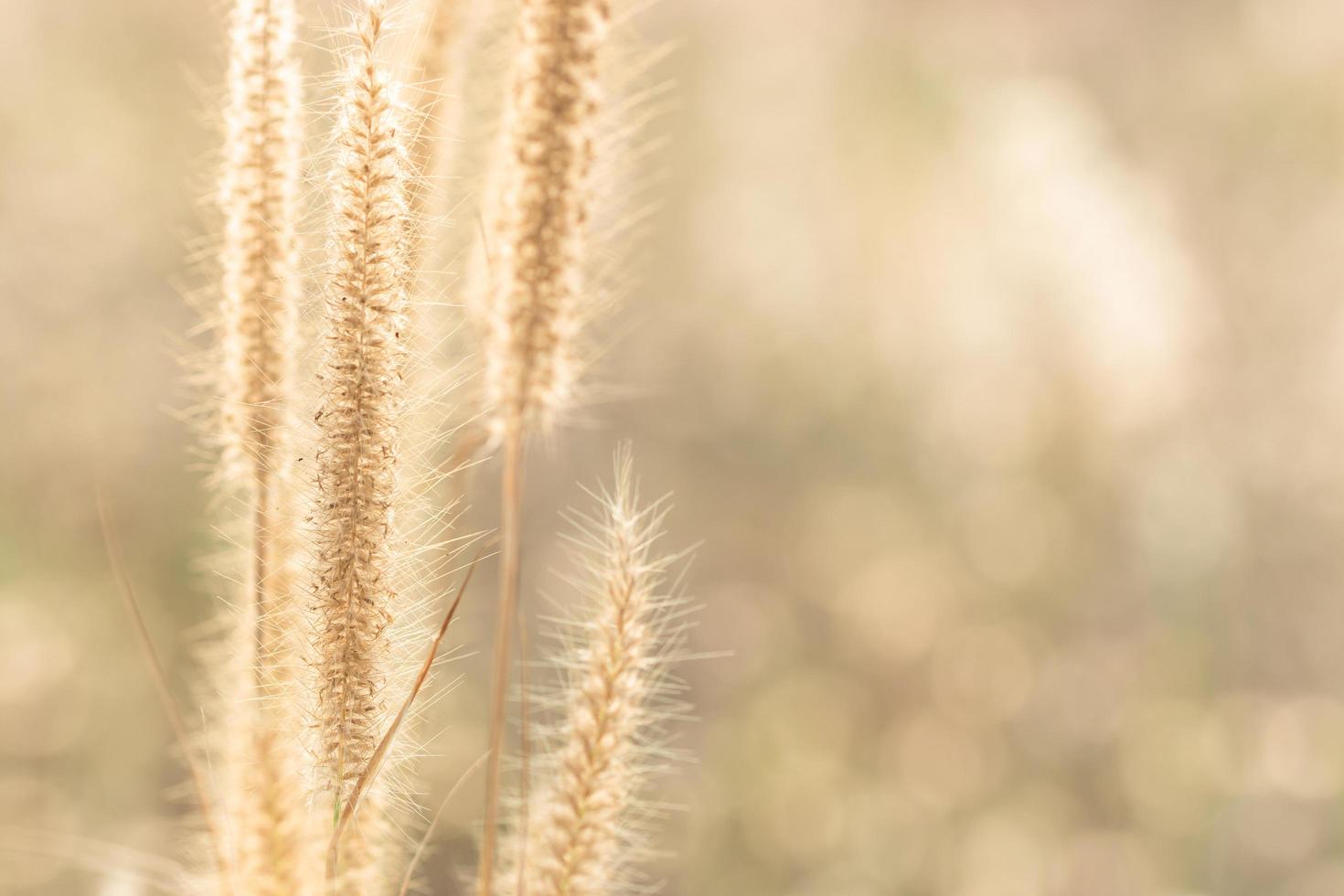 Natural background with grass flowers photo