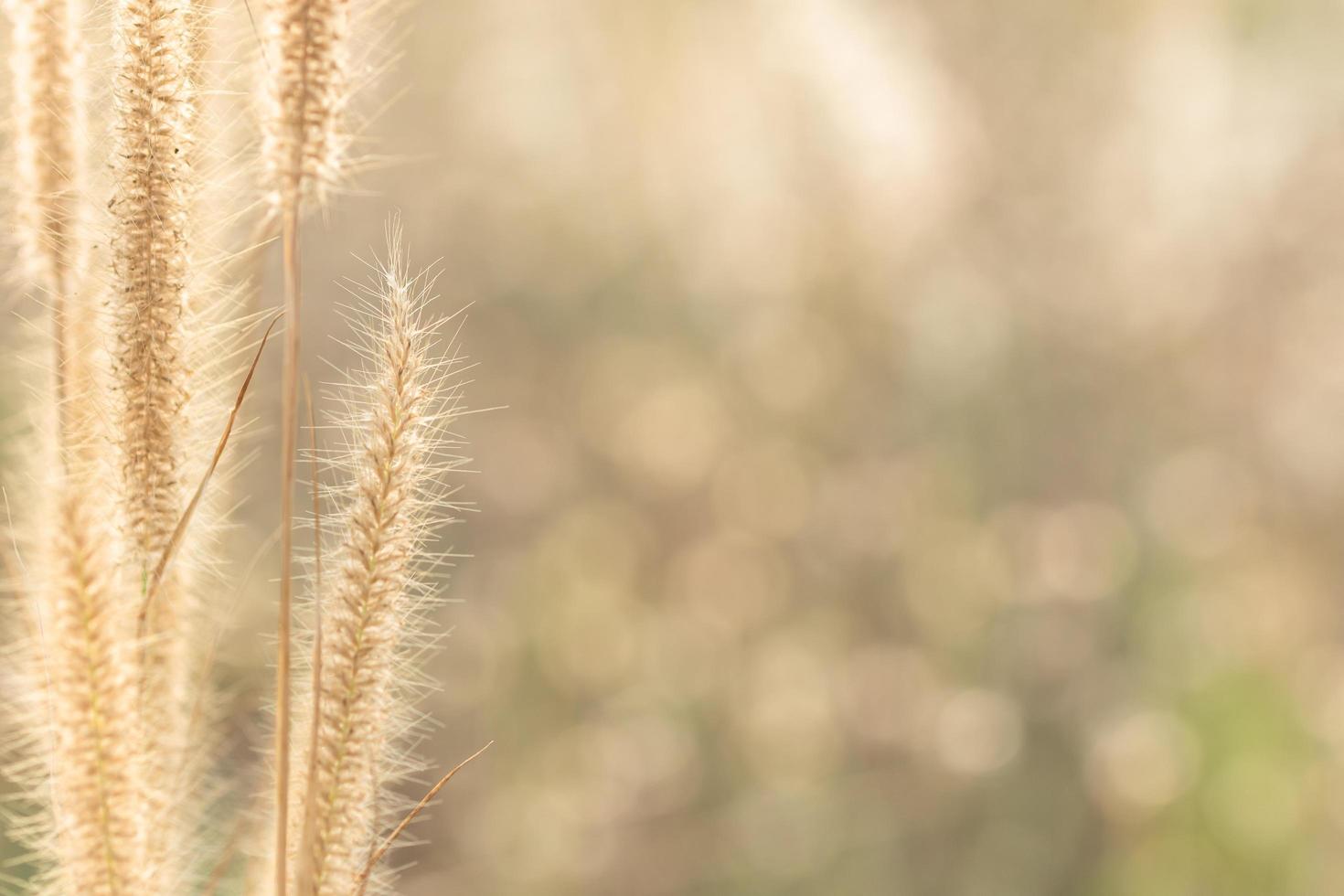 Natural bokeh background photo