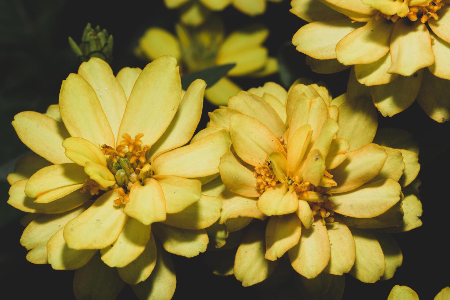 Flor de clavel amarillo sobre fondo negro foto