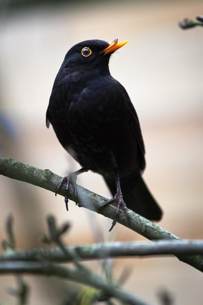 Common blackbird with a broken beak photo
