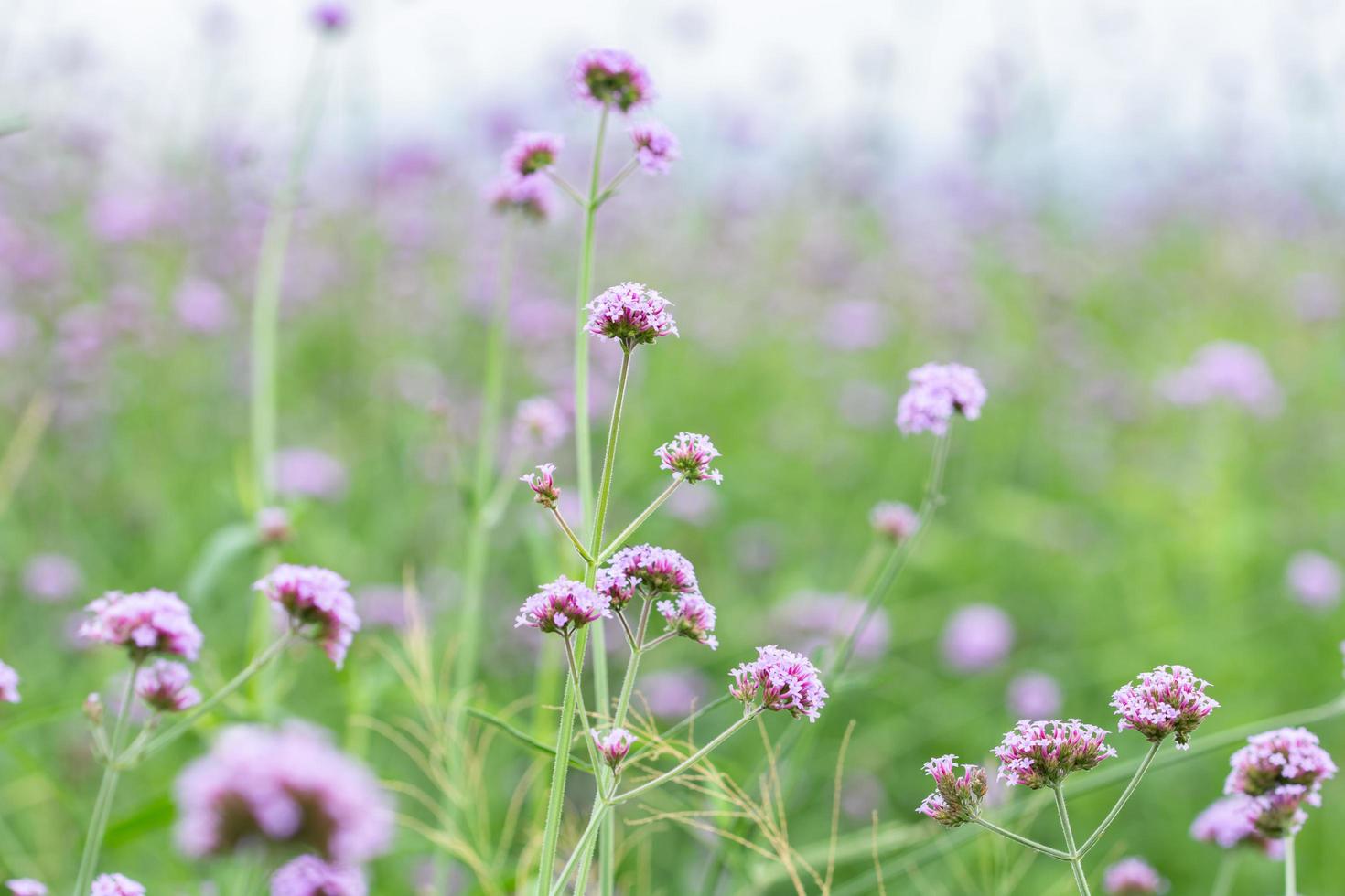 campo de flores en verano foto